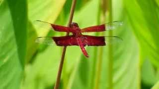 Camacinia gigantea male (24Sep2014c)