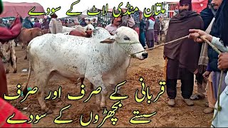 Qurbani Ky Sasty Aur Laat waly Bachron ky Live Sody Multan mandi latest update Cholistani abluk