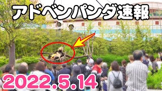 【パンダ速報】大爆笑ｗ今日の浜家パンダ全部公開！癒しと笑いの５分間2022.5.14