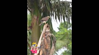 【ヤシの木に止まったサシバ】11月石垣島にて Gray-faced Buzzard-Eagle #サシバ #GrayfacedBuzzardEagle #猛禽類 #石垣島