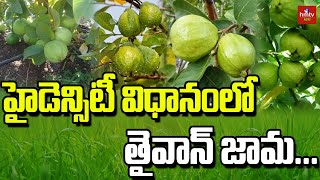 హైడెన్సిటీ విధానంలో తైవాన్ జామ..! | Taiwan Guava Density | hmtv agri