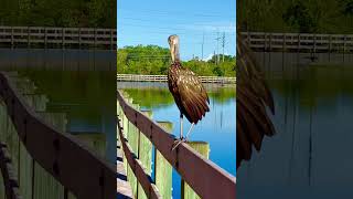 Florida bird—Limpkin