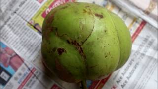 ସହଜରେ ଓଉ କିପରି କାଟିବେ | How To Cut Elephant Apple Video In Odia