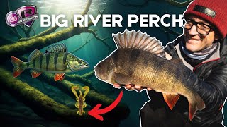 BIG RIVER PERCH fishing UK | Perch lure setup and best perch lures with Nick Marsh