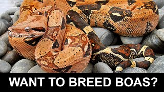 So You Want to Breed Boas...