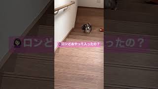 こんなの簡単だワン🐶#カニヘンダックス #ダックス #ダップル #ron #犬 #いぬのいる暮らし #dachshund #dog