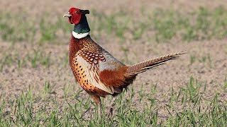 Phasianus colchicus - Common pheasant (male)