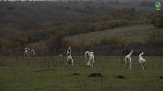 BUJKU – I mban 13 qene, te races Deltari Ilir, qe naten e diten i ruajn delet nga egersirat