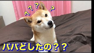 柴犬ハナに変な音を発してみたら、首を傾げるのが可愛すぎ -- Shiba heard sounds. --