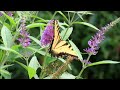 butterflies eastern tiger swallowtail u0026 silver spotted skipper