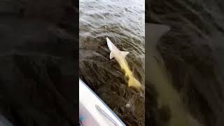 Caught Massive 4ft Shark with Mud Minnow! #shorts