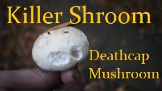 Death Cap Mushrooms - DO NOT EAT THIS SHROOM!!!