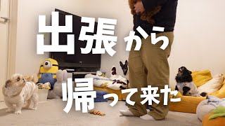 小さな息子達にフル無視されたパパが帰って来る日。息子達との再会www～多頭飼い～チワワ シーズー ミニチュアピンシャー トイプードル