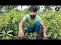 thai all time chiku plant thai baramasi chiku plant थाई बारहमासी चीकू का पौधा