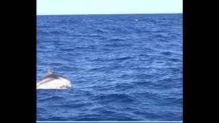 Dolphins and beautiful sailing days in croatia - EP 08 Sailing Seatramp