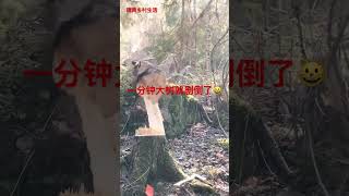 我先生剧倒一棵大树太快了吧 #北欧田園生活