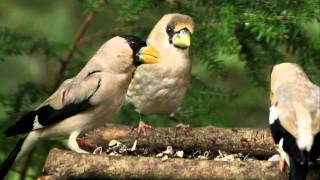 ♪鳥くんの野鳥動画～イカル凶暴な子供(山中湖ｶﾝﾄﾘｰﾀﾞｲｱﾘｰ)