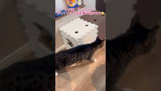 【出会い頭事故】突然サンタくんの目の前にルナが現れ！！？#保護猫#捨て猫#癒し