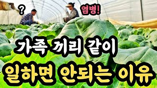 가족 끼리 같이 일하면 안되는 이유ㅣ스트리트 환갑파이터 ㅣ부모님이 도와주러 오셨는데...ㅣ우당탕탕 일상이 시트콤ㅣ 귀농 브이로그