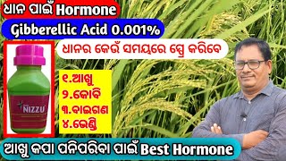 ଧାନ ପାଇଁ Hormone Gibberllic Acid   କେଉଁ ସମୟ ସ୍ପ୍ରେ କରିବେ