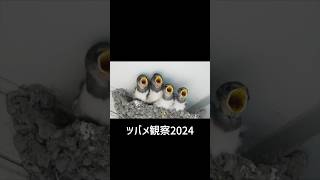 【ツバメ雛巣立ち間近/孵化19日】親鳥が誘いに来始めてます。20240513 #ツバメの雛 #birds #ツバメの巣