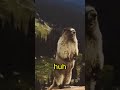 This Marmot Screams yooooooooo #memes #animalbehavior #adventuretime #shorts