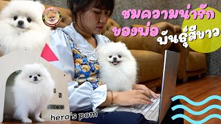 Hero's pom ชมความน่ารักของพ่อพันธุ์สีขาว ของบ้านฮีโร่ปอม ทั้งหล่อทั้งเท่