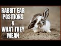 All About Rabbit Ear Positions and What They Mean