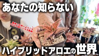 【多肉植物/塊根植物】#294 - あなたの知らないハイブリッドアロエの世界【知らないシリーズ】