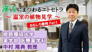 姫路獨協大学 薬学部 ミニ講義 「漢方にまつわるエトセトラ」～温室の植物見学～ おもしろ植物Part1