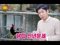 2020년 신년운세 닭띠 편 과연 내년 닭띠의 운세는