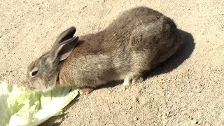 【地面にペター】張りついて食べるうさぎが超カワイイ