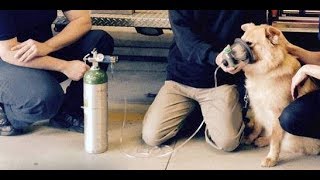 How pet oxygen masks are saving lives - thanks to Invisible Fence