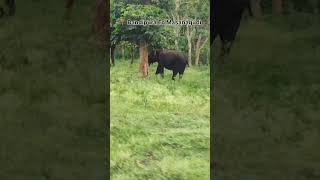 ನೆಮ್ಮದಿಯ ಜಾಗ ಈ ವನಸಿರಿ🌳🌳#forest #bandipur #masanagudi #westernghats #karnatakatourism #dailyvlog