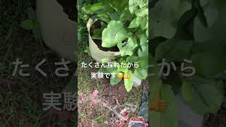 #なす#茄子#ショート#ショート動画#夏野菜#オーガニック#夏#short#野菜#栽培#畑#田舎#田舎暮らし#家庭菜園#保育士#shorts#週末#週末農家#tiktok#自然#美味しい#ナス#なすび