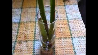 FernCrafts: How to Re-grow Lemon Grass and Leeks from Store