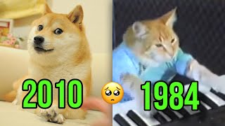 Cat and Dog Famous Memes That Died 🕊️💔