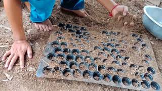 របៀបដាំផ្កាឈូករត្ន័ងាយៗ/How to plant sunflower seeds easy and growing fast