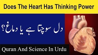 Dil Sochta Hai Ya Dimagh Does The Heart Has Thinking Power | Quran And Science In Urdu