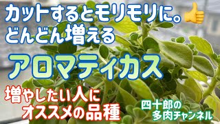 【多肉植物】【ガーデニング】✂️カットするとモリモリに。どんどん増えるアロマティカス