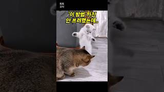 검은 고양이 보쌈해가려다 걸린 냥이 반응