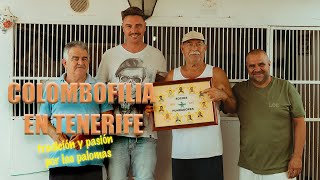 Colombofilia en Tenerife: Pasión y Tradición Alada