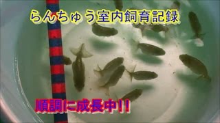 金魚の王様らんちゅう室内飼育試験（３）