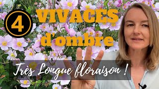 4 vivaces dombre à longue floraison