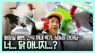 사람보다 더 똑똑한 천재닭 등장┃A Genius Rooster Which is Smarter Than a Human