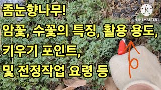 좀눈향나무 분류 특성 및 수피, 잎, 꽃의 주요내용,식재 용도, 전정 작업#식물 #식물사랑 #반려식물 #식물초보 #나무 #나무향기 #조경수 #조경관리 #전원생활 #정원 #정원꾸미기