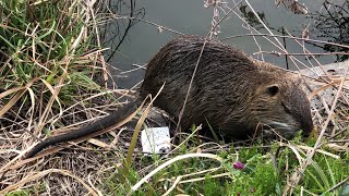 特定外来生物ヌートリアが食事