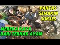 SEMUA BAKAL IKUT CARA INI  !! AYAM SEHAT, PANEN CEPAT UNTUNG BERLIPAT