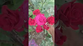 పువ్వు అంటే లక్ష్మీ #rose #orgenic #agriculture #flowers #myterracegardentelugu