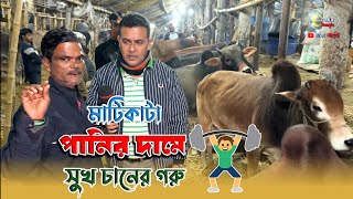 ২৮ থেকে ২৯ হাজার টাকা মনে দেশি  গরু বিক্রি হচ্ছে গাবতলীর হাটে! গাবতলী গরুর হাট 2025